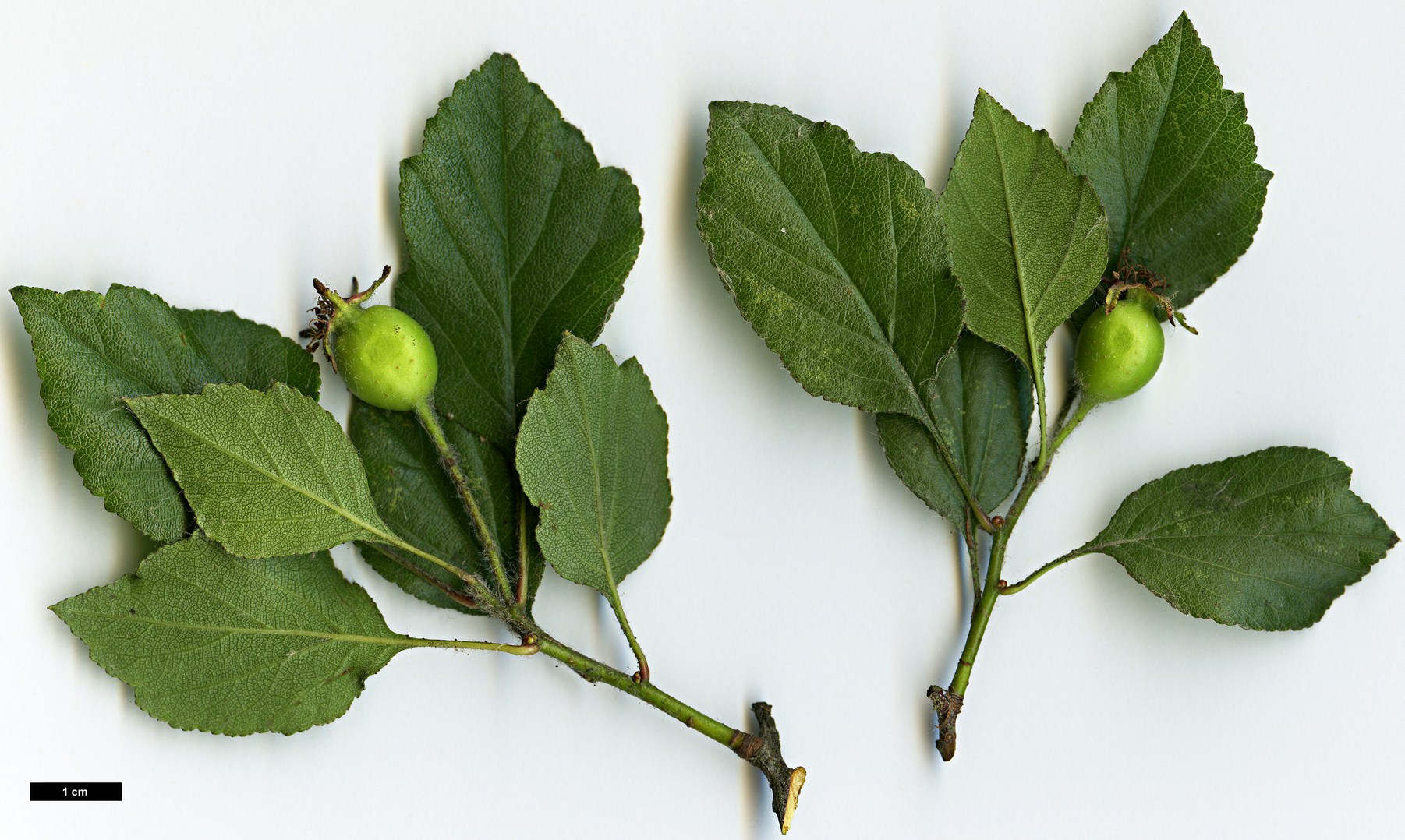 High resolution image: Family: Rosaceae - Genus: Crataegus - Taxon: aprica